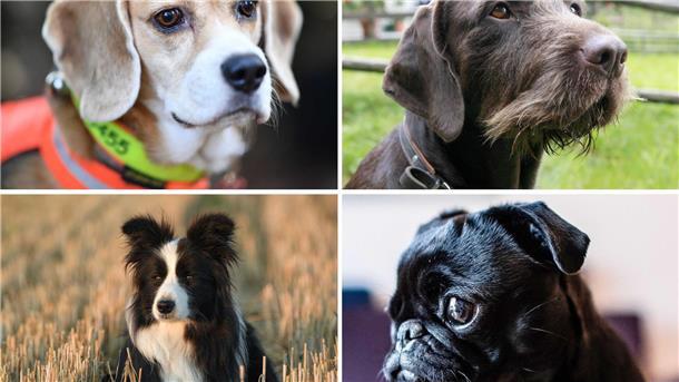 Das macht manche Hunderassen zu besonderen Spürnasen Welcher Hund hat die beste Spürnase? Diese Frage beschäftigt die Wissenschaft.