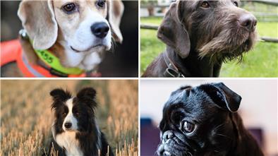 Das macht manche Hunderassen zu besonderen Spürnasen Welcher Hund hat die beste Spürnase? Diese Frage beschäftigt die Wissenschaft.