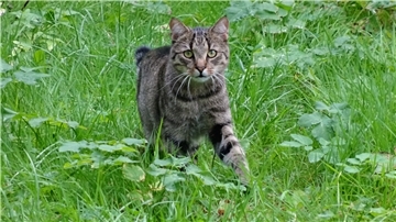 Wem ein Fundtier zuläuft, muss es unverzüglich dem Fundamt der Gemeinde melden. Und wer zum Beispiel herrenlose oder fremde Katzen füttert, muss sich im Klaren darüber sein, dass er, auch wenn er nicht Besitzer ist, die Verantwortung des Halters übernimmt. Das kann kosten.