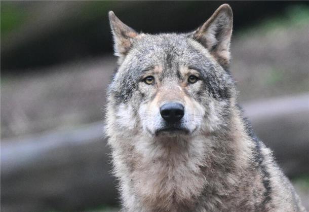 Wolf