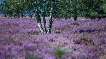 Wenn die Heide blüht: Der Sozialverband bietet eine Tagestour in die Lüneburger Heide an.