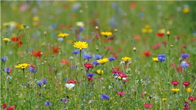 Bunte Blumen stehen auf einer Wiese.