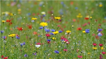 Bunte Blumen stehen auf einer Wiese.