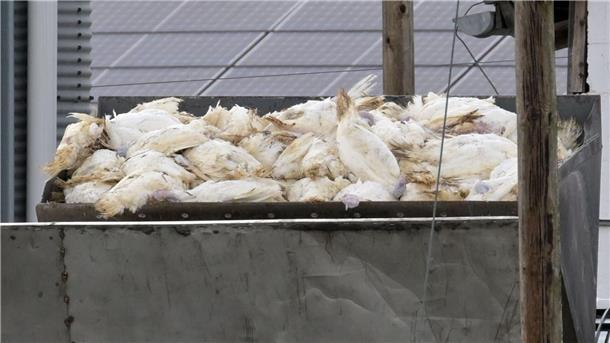 Vogelgrippe breitet sich aus – Geflügelhalter fordern Schutz Wenn in einem Geflügelbetrieb die Vogelgrippe nachgewiesen wurde, müssen alle Tiere vorsorglich getötet und vernichtet werden. Die Tierseuchenkasse leistet Entschädigungszahlungen. (Illustration)
