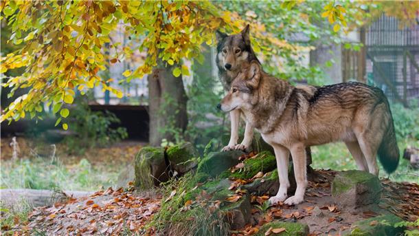 Neue Wolfsverordnung soll Abschuss erleichtern Zwei Wölfe stehen in ihrem Gehege.