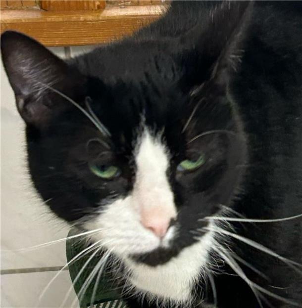 Kater George