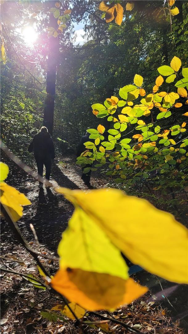 Wer den "Indian Summer" erleben will, der muss nicht nach Nordamerika reisen. Auch in Parks oder in Wäldern - wie im Wernerwald in Cuxhaven oder im Holzurburger Wald in Bad Bederkesa - zeigen sich Laubbäume jetzt von ihrer bunten Seite.