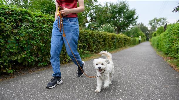 Wer geht mit dem Hund Gassi? Dafür braucht es in manchen Familien Regeln.
