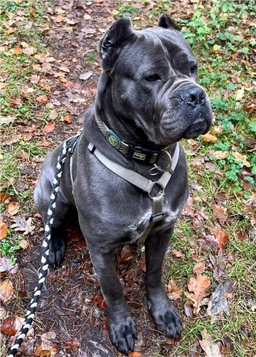 Hektor, ein Hund der Rasse Cane Corso Italiano