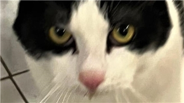 Kater