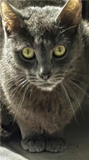 Wer gibt Kater Mason ein liebevolles Zuhause?