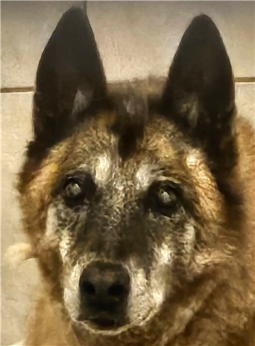 Wer gibt Schäferhund Flori eine Chance und bereitet ihm einen liebevollen Lebensabend?