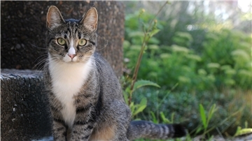 Eine Katze sitzt auf einer Steintreppe im Freien.