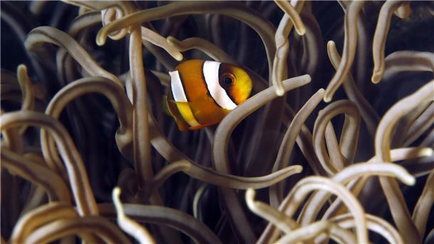 Ein Clownfisch Wer von Meerwasseraquarien mit Korallenriffen und bunten Fischen fasziniert ist, sollte das 2. Meerwassertreffen Norddeutschland am 27. und 28. September im Klimahaus Bremerhaven nicht verpassen. Mehr als 20 Anbieter sind vertreten.