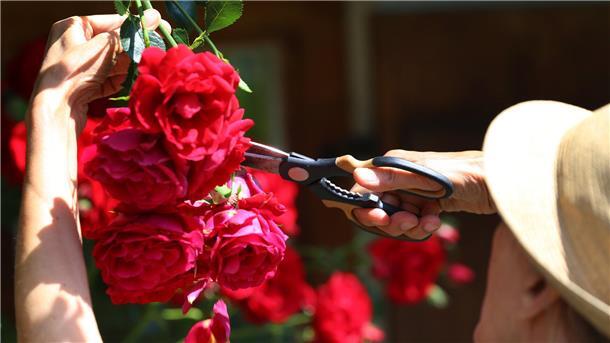 Wer welke Rosenblüten abschneidet, wird im Nachhinein oft mit einer neuen Blüte belohnt.
