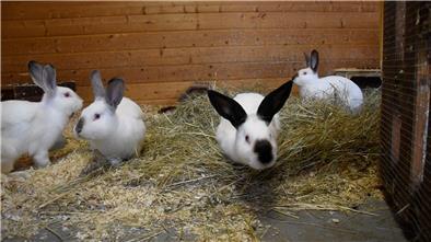 Kaninchen in einem Stall.