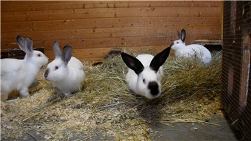 Kaninchen in einem Stall.