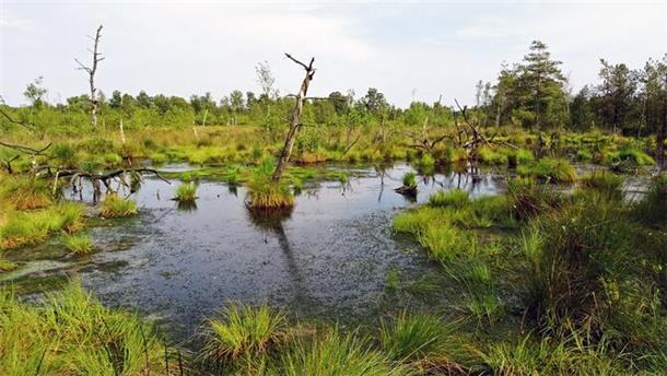 Werden viele Flächen im Kreis Cuxhaven bald so aussehen wie das Dorumer Moor (Foto)? Politik und Verwaltung fordern einen milliardenschweren Masterplan, um die wirtschaftlichen Einbußen einer Vernässung wettzumachen.