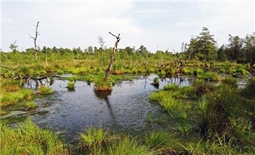 Moor