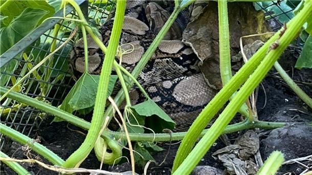 Frau entdeckt Riesen-Würgeschlange im heimischen Kompost Wie das Tier in den Garten gelangen konnte, ist noch unklar. (Handout)