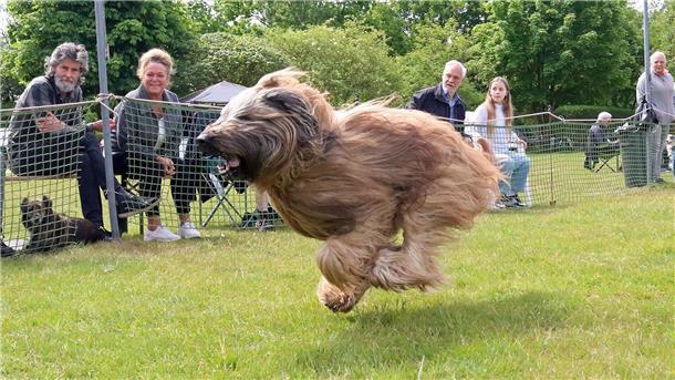 Langhaariger Hund sprintet mit fliegendem Fell über eine Wiese beim Jederhundrennen in Hoope, während Zuschauer hinter einem Sicherheitsnetz das Geschehen verfolgen.
