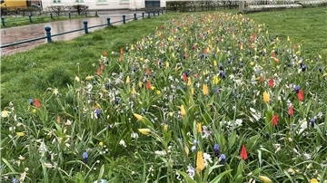 Wie hier an der Brookstraße in Lehe sorgen die vielen bunten Blüten für Frühlingsgefühle - selbst bei Schietwetter.