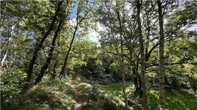 Eine Waldaufnahme in Sievern bei Mittagssonne.