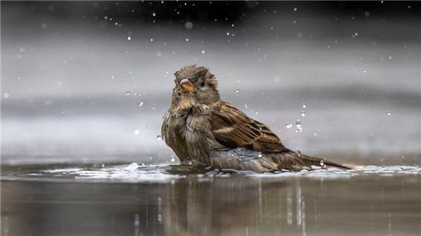 Wieder die Nummer 1 bei der Stunde der Wintervögel in der Wesermarsch: der Hausspatz.