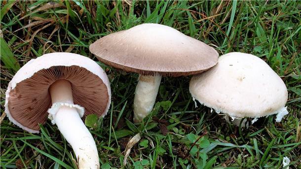 Klimawandel wirkt sich auf Pilzvorkommen aus Wiesen-Champignons wachsen aus dem Boden.