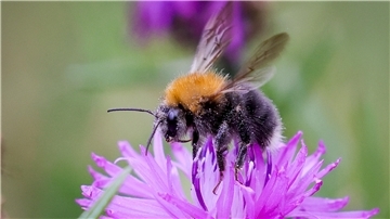 Wildbienen fehlt vielerorts der Lebensraum. Die Stiftung will mit dem Wettbewerb dazu beitragen, das zu ändern.