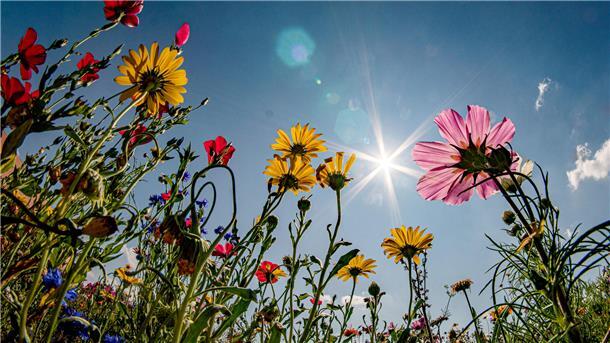 Wildblumen bieten Insekten eine reichhaltige Nahrungsquelle. Der Landkreis Wesermarsch schafft Anreize für Eigentümer mit stark versiegelten oder Schottergärten, ihren Garten naturnah zu gestalten.