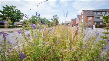 Wildblumenwiese des Projektes "Stadtgrün" entlang der Blühstreifen auf der Elbestraße Höhe Marineoperationsschule und Edeka-Markt.