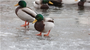 Wildenten sitzen am Rande des Flusses Weiße Elster auf einer Eisschicht.