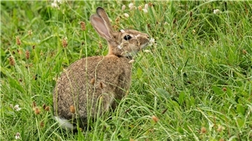 Wildkaninchen fressen gerne Gräser, Kräuter und Blätter.