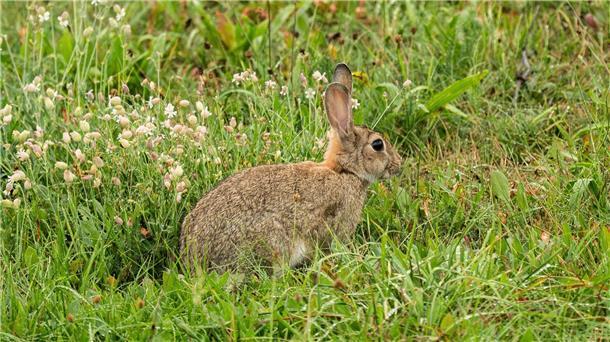 Bei Gefahr trommeln Wildkaninchen sind kleiner als Feldhasen.