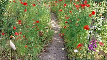 Wildromantisch mit vielen bunten Blumen präsentiert sich der Garten von Irmgard Fritze in Rockstedt.