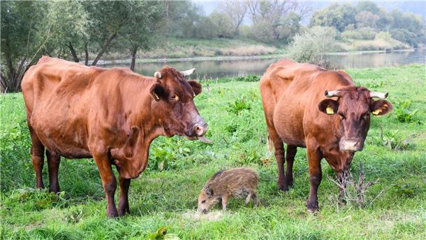 Kuhherde bei Holzminden zieht junges Wildschwein auf Wildschwein „Frida“ frisst zwischen Kühen auf einer Weide an der Weser im Landkreis Holzminden.
