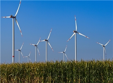 Windpark und Mais