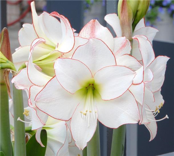 Winterliche Schönheit: die Amaryllis.