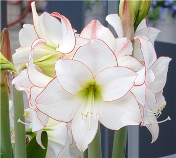 Winterliche Schönheit: die Amaryllis.