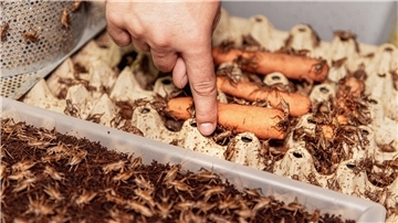 Wir besuchen die Grillenfarm entosus in Bremen. Die Grillen legen die Eier im Kokosnussand ab indem sie ihren Stachel hineinstechen.