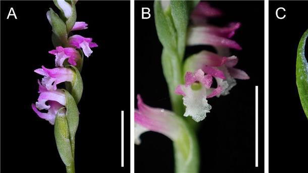 Wissenschaftler zeigen sich begeistert von „Spiranthes hachijoensis“: Mit ihren rosafarbenen Blütenblättern gleiche die neue Orchideen-Art künstlerischen „Glasarbeiten“.