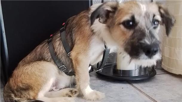 Wo ist Welpe Benny? Viele Menschen in Bremerhaven-Lehe suchten nach dem entlaufenen Hund aus Rumänien.