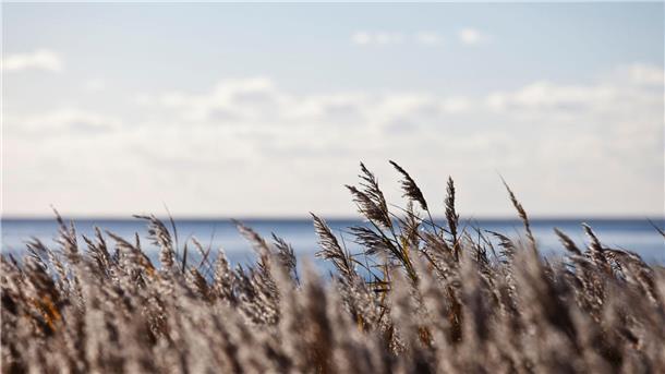 Wo Schilf wächst, ist auch Wasser - wie hier am Wattenmeer in Cuxhaven.