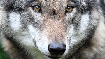 Wölfe: Die Jungtiere verlassen im Winter ihre Verbände und streifen umher. Meistens sind es laut dem Cuxländer Wolfsexperten Hermann Kück Durchreisende wie sie, die Nutztieren reißen.