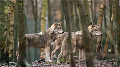 Wölfe fühlen sich in Niedersachsen wohl. In den zurückliegenden drei Jahren ist allein die Zahl der Wolfsrudel im Land von 10 auf 36 angewachsen.