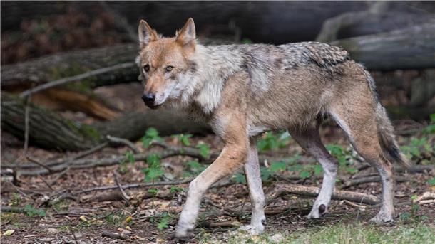 Wolf