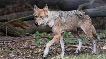 Wolf