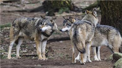 Wölfe im Wolfsgehege des Wingster Zoos.