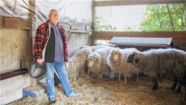 Tiere mit Geschichte: Warum es immer weniger Vielfalt bei Nutztieren gibt Mann im Stall mit Schafen